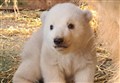 WATCH: Chance to name cute new polar bear cub arrival at Highland Wildlife Park