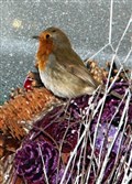 Batman causes a flap at florist's shop in Cairngorms