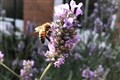 Beekeeping in cities could do more harm than good to wildlife, report warns