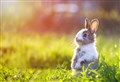 Everything you need to know about National Pet Month