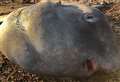 Tropical sunfish washes up on Highland beach to surprise early morning swimmer
