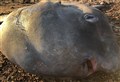 Tropical sunfish washes up on Highland beach to surprise early morning swimmer