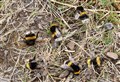 Dunnet Forest roadside stroll unearths a trail of destruction
