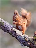 Highlands' red squirrels get a helping hand