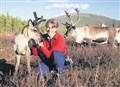 Cairngorm reindeer to be studied