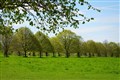 National Trust unveils plans to restore tree-lined avenues at stately homes