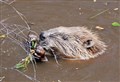 Beaver hunt under way in Badenoch – for a licence