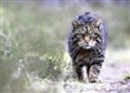 Charities call for Highland wildlife rangers to be protected