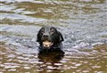 Warning of blue-green algae growth at Loch Garten