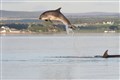 Moray Firth bottlenose dolphins breach the surface near Chanonry Point. Picture: Ally Kemp