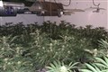 Dopey suspect showed police cannabis video while trying to use translation app