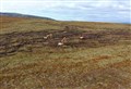 Peatland restoration works starting to come through planning system in Badenoch and Strathspey