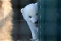 PICTURES: Adorable images of Highland Wildlife Park's little polar bear cub 