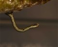 A dark bordered beauty moth caterpillar. All pictures: RZSS unless otherwise stated.