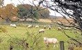 Dog owners urged to keep pets under control near sheep