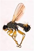 Cairngorms have a new fly