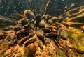 Action plan for crucial Cairngorm freshwater pearl mussels