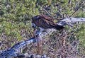 WATCH: Resident female osprey touches down at RSPB’s Loch Garten reserve