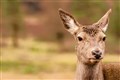 Highlands motorists urged to be on look out for deer