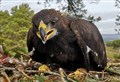 Three Cairngorms golden eagles are tagged with latest technology
