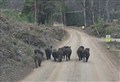 Now Cairngorms National Park Authority speak out about the boars