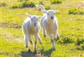 Lamb health, selection and sales key topics at upcoming Monitor Farm mart meeting