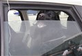 Don’t risk it – Scottish SPCA issues warning about dogs in hot cars