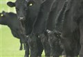 Strathspey farmers will see system which replaces cattle passports
