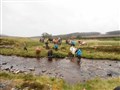 Modern day drovers complete ancient cattle route