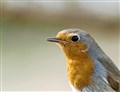 Eyes to the strath skies for Big Garden Birdwatch