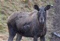 It's Ash Wednesday at Badenoch's Highland Wildlife Park!