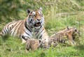 WATCH: Three rare Amur tiger cubs make first public appearance at Highland Wildlife Park
