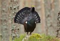 Warning that conservationists 'not doing enough' to protect capercaillie