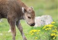 Badenoch's new boy bison is revealed