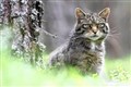 Highland wildcat being trapped for its own preservation