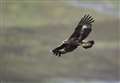 New legislation to help protect birds of prey and peatland welcomed by Highlands Green MSP