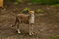 Cheetah dies at zoo after short illness