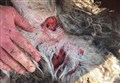 Highlands see new powers to combat sheep worrying