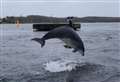 The Force is strong with this one... Moray Firth bottlenose dolphin Yoda thriving in new home off Danish island 