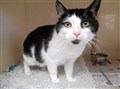 Unwanted cats flood rescue centre
