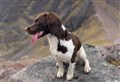Spaniel puppy Talisker saved from having to have her leg amputated