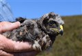 Rare hen harriers disappear in the Cairngorms