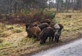 There ARE more wild boars on the loose in Badenoch