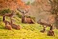 Road safety campaign launched to warn of increased deer collision risk