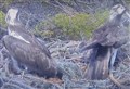 WATCH: Long wait for an osprey chick at Loch Garten nest is finally over