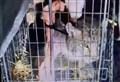 UPDATE: One of the lynx captured yesterday by Kingussie has died