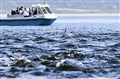 Moray Firth dolphin population remains at a healthy number