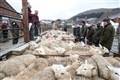 Ban on live exports on the horizon under new animal welfare bill