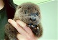 Otterly adorable!