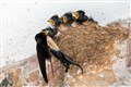 Farmers and developers urged to help breeding birds